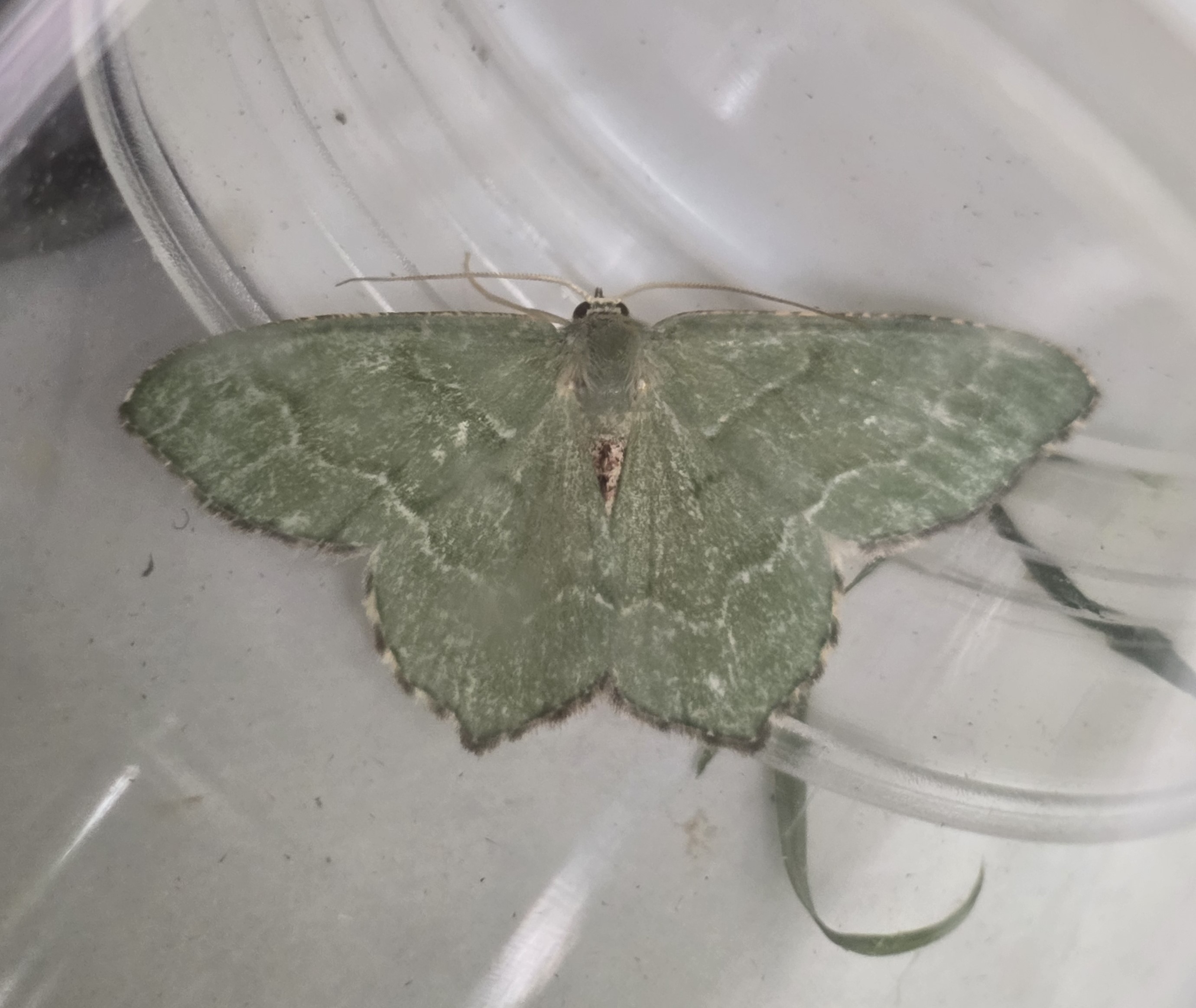 Photo of Common Emerald (Hemithea aestivaria)
